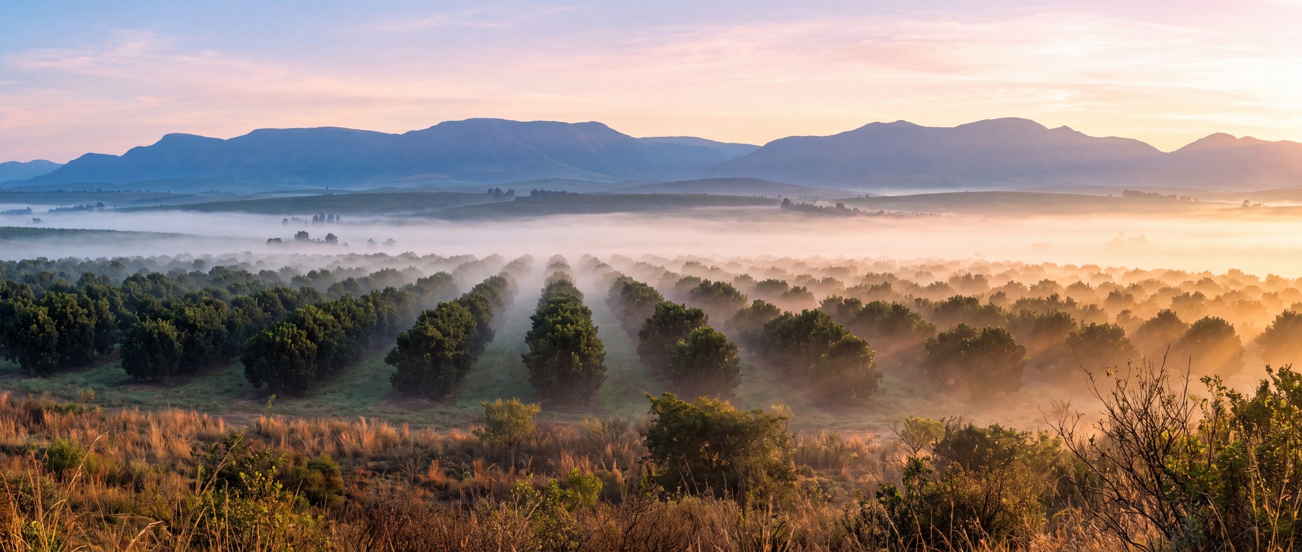 Dawn mist over the macadamia orchards below the lodge